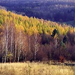 Modrzewiowe lasy Roztocza Szczebrzeszyńskiego