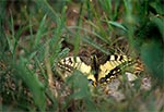 Paź królowej (Papilio machaon) na Roztoczu Wschodnim / Południowym