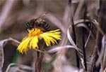Pszczoła na podbiale pospolitym