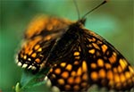 Motyl z rodziny rusałkowatych - Euphydryas maturna