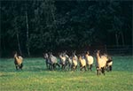 Koniki Polskie na pastwiskach Florianki