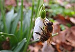 Dzisiaj (4 marca 2017) pszczółki gromadnie obsiadły przebiśniegi, bo na razie innych kwiatków brak.