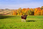 Krowa - obecnie niezwykle rzadki widok na Roztoczu. Najzdrowsze środowisko zapewaniły rodzinne, małe, tradycyjne gospodarstwa rolne. Zarówno ekologia jak i nowoczesny przemysł rolny czyni z ziemi piekło.