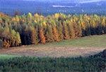 Modrzewiowe lasy Roztocza Środkowego