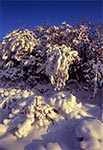 Oprószone śniegiem zarośla na zawietrznej - rezerwat Kąty
