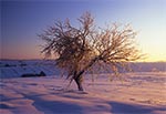 Ozdobione lodowym szkłem drzewo na polach wsi Sochy