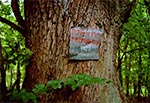 Taka tabliczka wisi na pokaźnym drzewie niedaleko granicy w okolicy wsi Prusie - zaskakujące, że nie znał jej napotkany w Prusiu pogranicznik