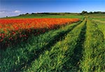 Makowe pola Padołu Zamojskiego - Niedzieliska. Kiedy fotografujemy takie pola i znajdzie się tam w okolicy właściciel albo sąsiad - wywołujemy u niego niepokój, gdyż podejrzewa się nas iż jesteśmy jakimiś kontrolerami-kapusiami. Trudno jakoś ludziom pojąć, że ktoś może ot tak poprostu fotografować pole maków. No cóż - dożyliśmy czasów totalitaryzmu w białych rękawiczkach kiedy rolnik stał się jakimś niewolnikeim przepisów, zezwoleń, limitów...