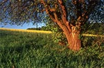 Stara jabłoń roztoczańska we Wojdzie rodzi dwa rodzaje jabłek, co świadczy, o tym że kiedyś była szczepiona