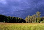 Wiosenne łąki Roztocza Środkowego - między Zarzeczem a Wólką Wieprzecką