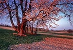 Stuletnia trześnia ozdobiona światłem zachodzącego słońca w Senderkach, a pod nią znacznik do grządek