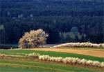 Pola Obroczy, a dalej lasy Roztoczańskiego Parku Narodowego