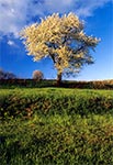 Na roztoczu apogeum kwitnienia drzew owocowych na polach jest w okolicach 20 kwietnia (plus minus 5-10 dni)