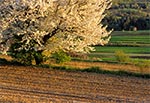 Roztocze Szczebrzeszyńskie, gdzie owocowych drzewej jest wciąż wielka obfitość, a to głównie dlatego, iż pola są tam rozdrobnione i należą do gospodarzy z dziada pradziada więc je szanują