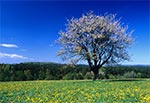 Jesteśmy na łącze nad Białym Słupem - na lewo od trześni widzimy w oddali Bukową Górę