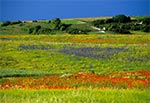 Późna wiosna albo jak kto woli wczesne lato na polach w okolicy Niedzielisk. Tam na tym wzniesieniu i jego zboczach jest wyznaczony obszar ochorny siedlisk Natura 2000 Niedzieliska. Więcej można dowedzieć się na stronie: www.ine.eko.org.pl/index_areas.php?rek=494