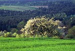 Na wierzchowinie między Senderkami a Starą Hutą