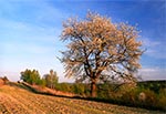 Lessowe pola Roztocza Szczebrzeszyńskiego w kwietniu