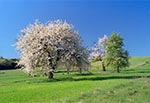 Jesteśmy na polach wsi Senderki, a te kwitnące drzewa to trześnie