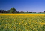 Jaskier ostry w wielkich ilościach na łąkach w okolicach Zaburza, a tam w oddali widzimy takie dwie igiełki za drzewami - to wieże kościoła pw. Znalezienia Krzyża Świętego we wsi Mokrelipie. Niewiarygodne ale mniej więcej w tych okolicach widzieliśmy może dwa lata temu, w środku dnia na łąkach żurawie, które na dodatek spacerowały całkiem blisko zabudowań. Może postanowiły przyjąć obyczaje bocianów?