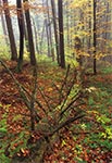 Roztoczański Park Narodowy