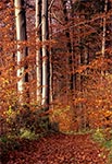 Roztoczański Park Narodowy