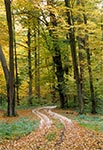 Roztoczański Park Narodowy w okolicy wsi Wojda