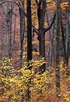 Roztoczański Park Narodowy w okolicy Szewni Dolnej