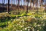 Bagno zwyczajne w okolicy Bagna Jęzior, koło Józefowa