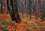 Jesień w Roztoczańskim Parku Narodowym