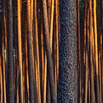 Typowy widok w Puszczy Solskiej - sosnowa plantacja. Stąd nazywanie tych rozległych monokultur sosnowych Puszczą wydaje się absurdalne.