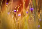 Chaber bławatek (Centaurea cyanus) w zbożu