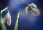 Śnieżyczka przebiśnieg (Galanthus nivalis L.)