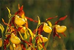 Obuwik pospolity (Cypripedium calceolus)