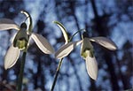 Śnieżyczka przebiśnieg (Galanthus nivalis L.)