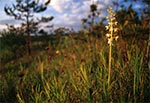 Podkolan biały (Platanthera bifolia)