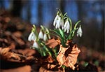 Śnieżyczka przebiśnieg (Galanthus nivalis L.)