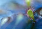 Rosiczka pośrednia (Drosera intermedia)