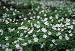 Zawilec gajowy (Anemone nemorosa)