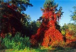 Winobluszcz, dzikie wino (Parthenocissus Planch.)