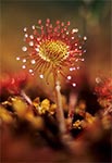 Rosiczka okrągłolistna (Drosera rotundifolia L.)