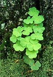 Szczawik zajęczy (Oxalis acetosella L.)