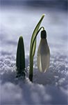 Śnieżyczka przebiśnieg (Galanthus nivalis)