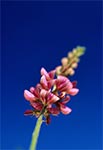 Storczyk kukawka (Orchis militaris)