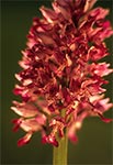 Storczyk kukawka (Orchis militaris)