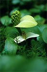 Czermień błotna (Calla palustris L.) koło Górecka