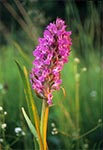 Kukułka krwista (Dactylorhiza incarnata)