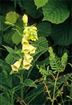 Naparstnica zwyczajna (Digitalis grandiflora Mill.)