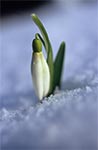 Śnieżyczka przebiśnieg (Galanthus nivalis)