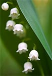 Konwalia majowa (Convallaria majalis L.) w okolicach wsi Kąty